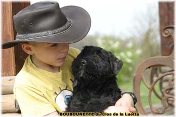 chiot bouvier des flandres SITE WEB ELEVAGE DU CLOS DE LA LUETTE SPECIALISE POUR LE BOUVIER DES FLANDRES ©